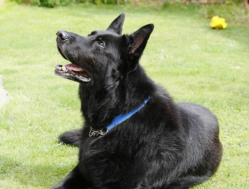 German Shepherd Who Has Experience Of Appearing In Harry Potter Series Without A House Gigazine