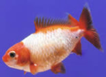 日本動物薬品株式会社 金魚の病気について