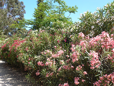 lauriers roses.jpg