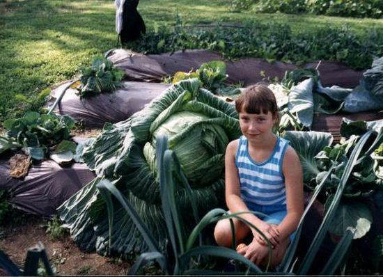 Giant Vegetables (26 pics)