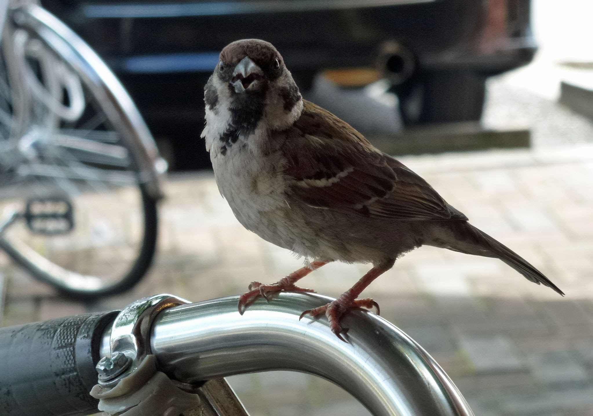 でこちんの いつか ありしこと 動 物