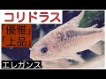 コリドラス エレガンス 種類 237724-コリドラス エレガンス 種類