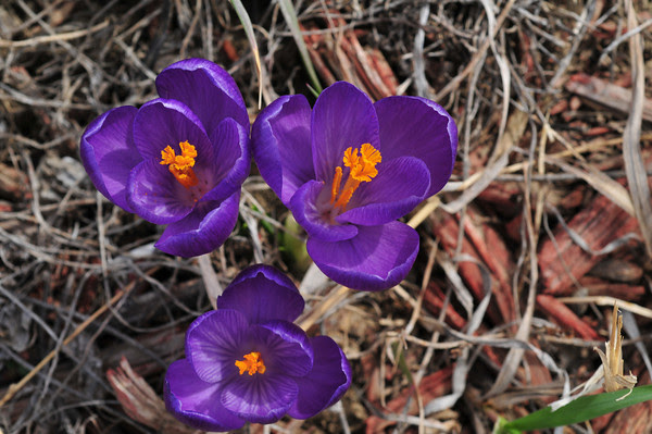 third signs of spring - crocus