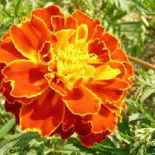 はなq 花の色から検索 春に咲くオレンジ 橙色の花を写真で探す草花 樹木の図鑑