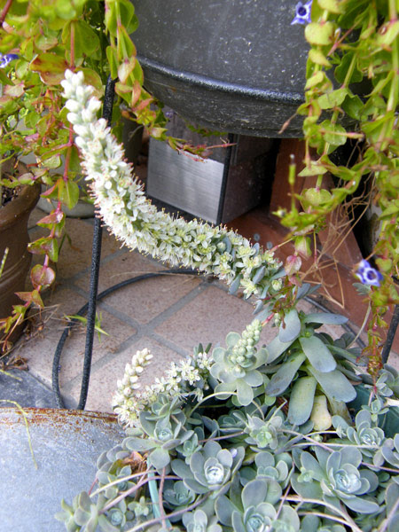 子持ち蓮華の軌跡 小庭にっき