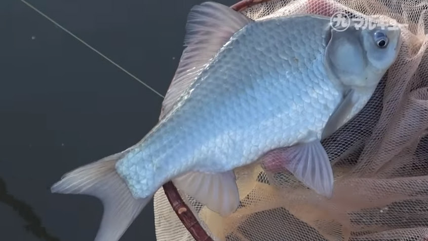 エサ作りが超簡単 スゴい集魚効果で誰でもヘラブナ釣りが楽しめる底釣り用ダンゴエサ ダンゴの底釣り 芯華 ニュース つりそく 釣場速報