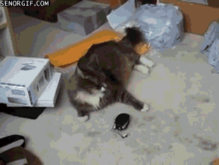funny cute cat gif