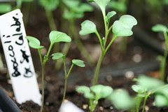 broccoli sprouts