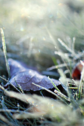 frost4