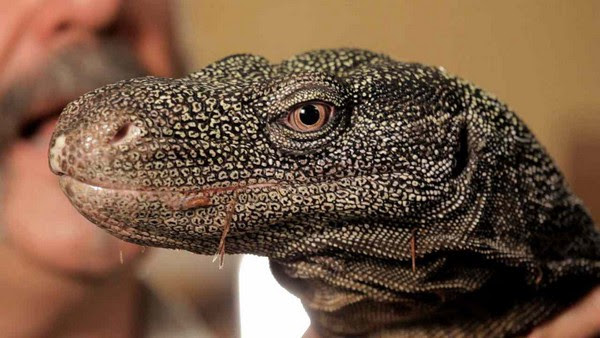 Crocodile Monitor Crocodile Monitor