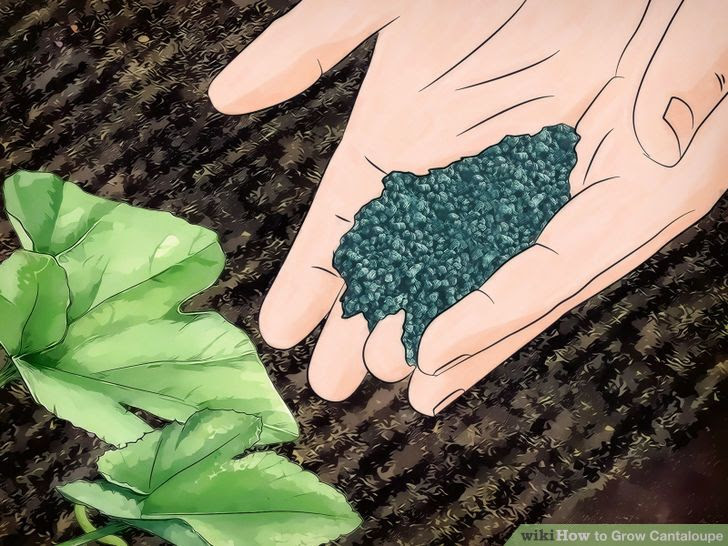 Grow Cantaloupe Step 11 Version 2.jpg