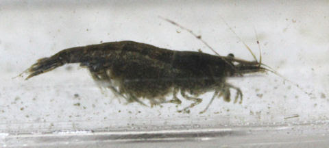 ガサガサ捕獲したエビ 小魚達