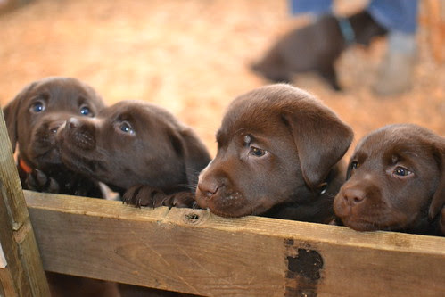 Doindogs Chelsea Marie pups