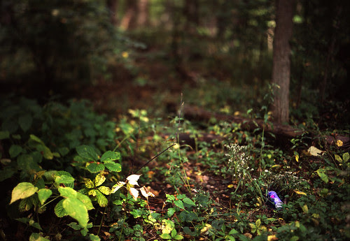 Underbrush