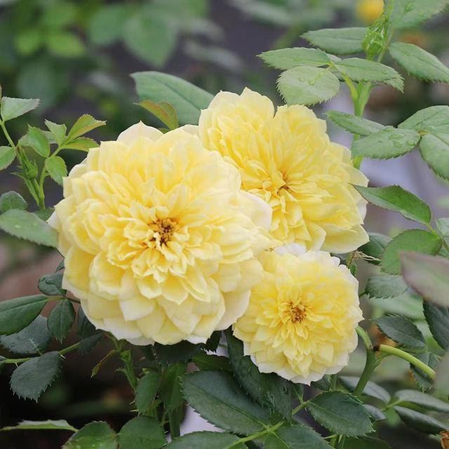 月季花四季开花 月季花种类 图鉴 这么多品种养全了是高手
