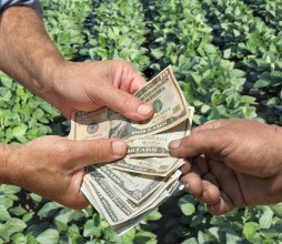 money crops farmer square 1800