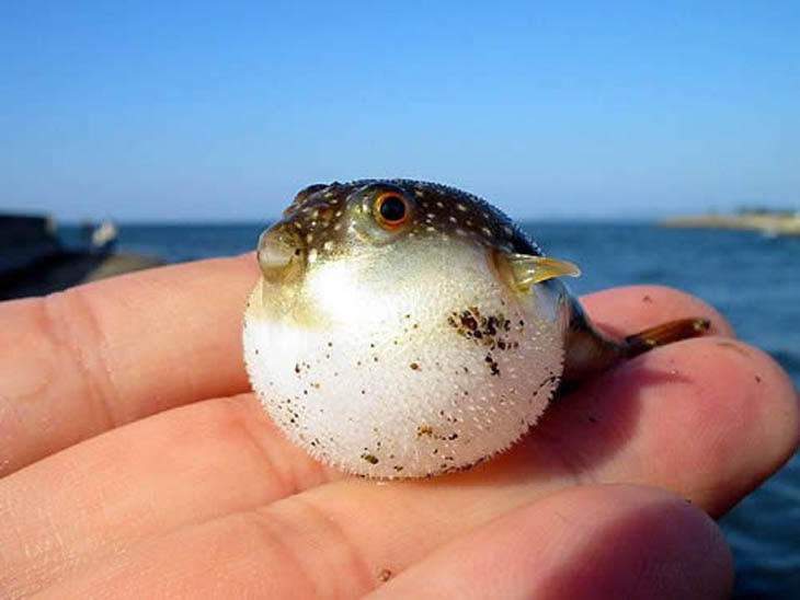 50 Cute Baby Animals That Will Melt Even Stone Cold Heart