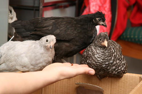 Evita, Carol, Daisy