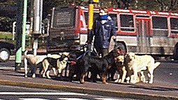 Perros