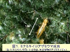 むしコラ ヒメハナカメムシ 天敵 によるアザミウマ 害虫 の防除