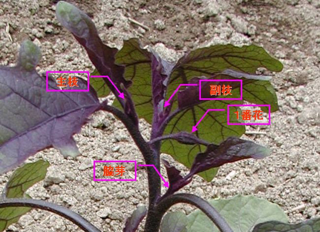 家庭菜園の野菜カレンダー 肥料 農薬 農機具 レシピ