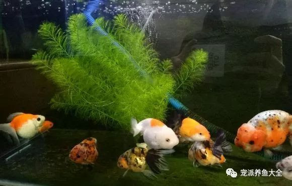 养金鱼用不用再养水草 公说公有理 婆说婆有理