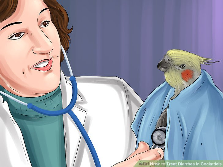 Treat Diarrhea in Cockatiels Step 8.jpg