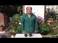 25 ++ ユーカリ グニー 鉢植え 大きさ 273889