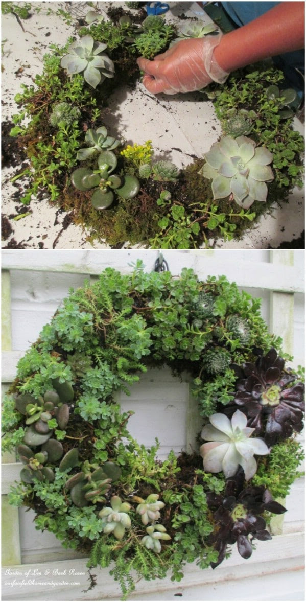 Succulent Wreath