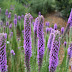 Best Plants For Kansas : Create beautiful, low maintenance landscapes, while conserving and protecting natural resources and the environment.