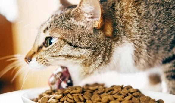 猫砂那么多，各有啥优缺点？ - 萌爪医生