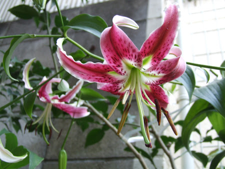 ユリの関連記事 園芸ナビ 花と野菜の育て方