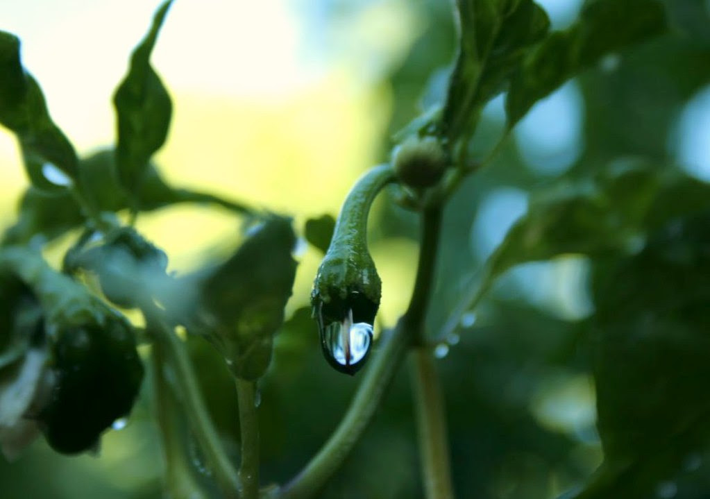 pepper