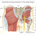 What Is The Muscle On Lower Back Above Hip - Piriformis Syndrome and Lower Back Pain | Coon Rapids ... : Pain from the quadratus lumborum can be paralyzing.