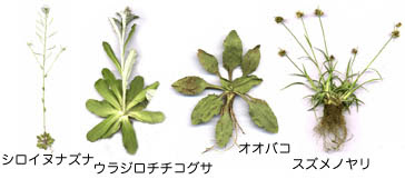 千葉県立中央博物館 野草 雑草検索図鑑 Roadside Wildflowers Of Japan