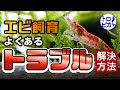 画像をダウンロード エビ の 飼育 方法 236975-エビの飼育方法