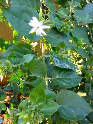 Jasminum sambac motia (Mogra) 464 | Jasminum sambac is ...
