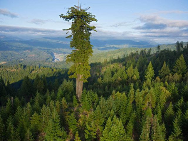 Above the canopy