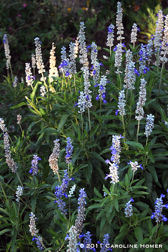 Salvia 'Mealy Blue Sage'