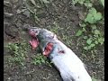 Видео Охота, отдых на Сахалине, часть 2