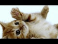 √ Terminé! chat siamois bébé prix 304469