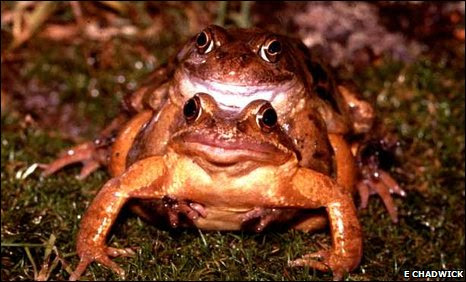 Common frogs (Rana temporaria) mating