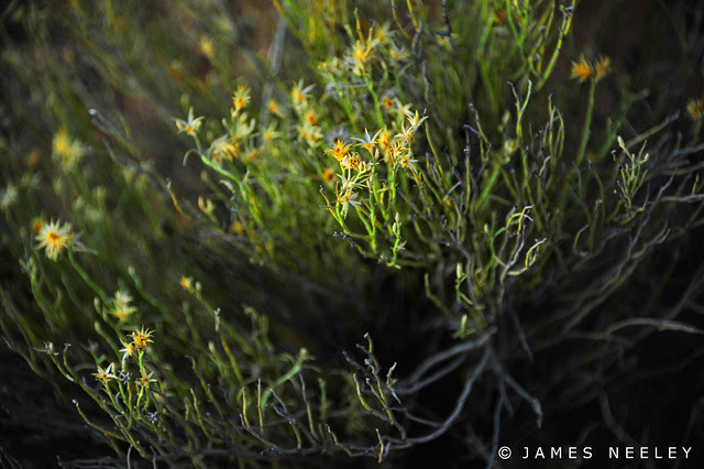 Simplify - The Use of DOF