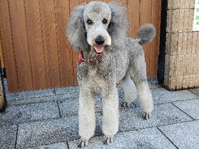 スタンダードプードル 07 25生の子犬達の先祖 シルバー ホワイト