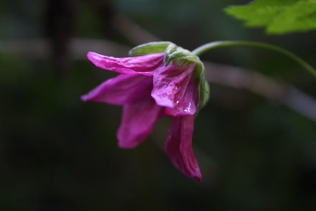 wildflowers, wahclella falls