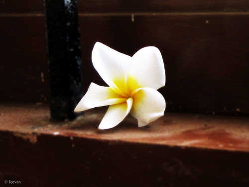 White frangipani