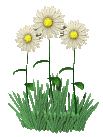 Gifs Animados - Imagenes Animadas