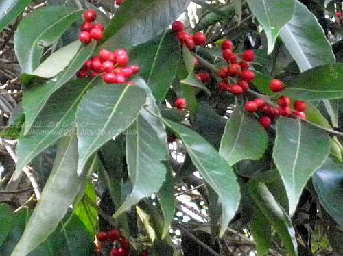 冬の赤い実 １２月の錦織公園 いきもの は おもしろい