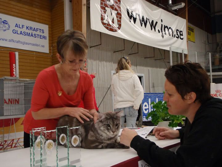 Milles första vuxenutställning