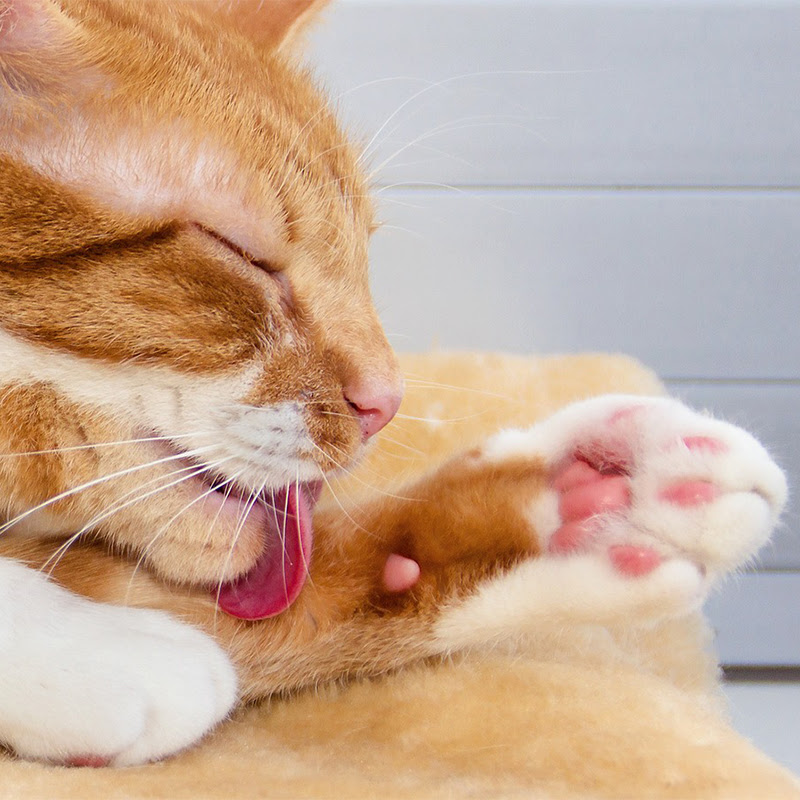 獣医師監修 猫の肉球の怪我の治療法は 乾燥対策で健康な肉球を保とう